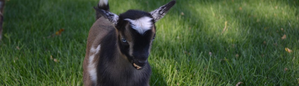Walsh Kids Nigerian Dwarf Goats